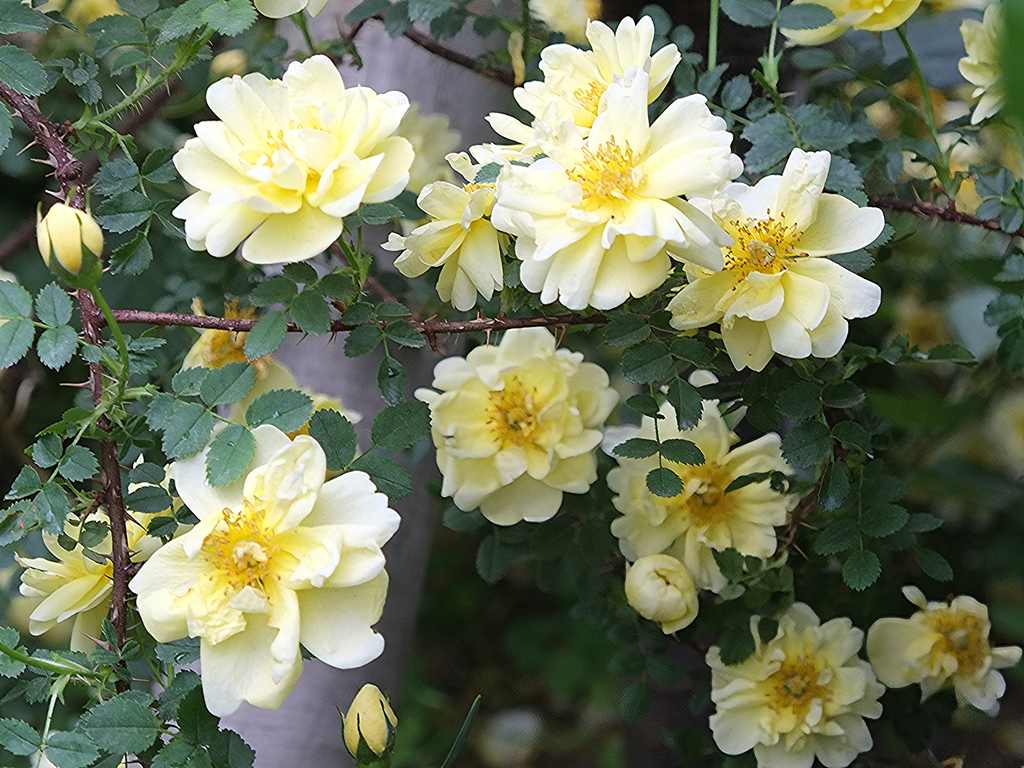 Old Yellow Scotch