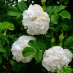 Souv. de Philemon Cochet