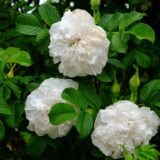 Souv. de Philemon Cochet