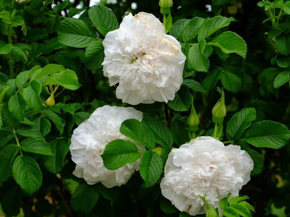 Souv. de Philemon Cochet