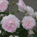 デュセス・ダングレーム（Duchesse d'Angouleme）