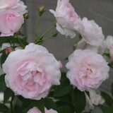 デュセス・ダングレーム（Duchesse d'Angouleme）