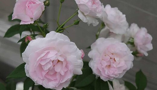 デュセス・ダングレーム（Duchesse d'Angouleme）