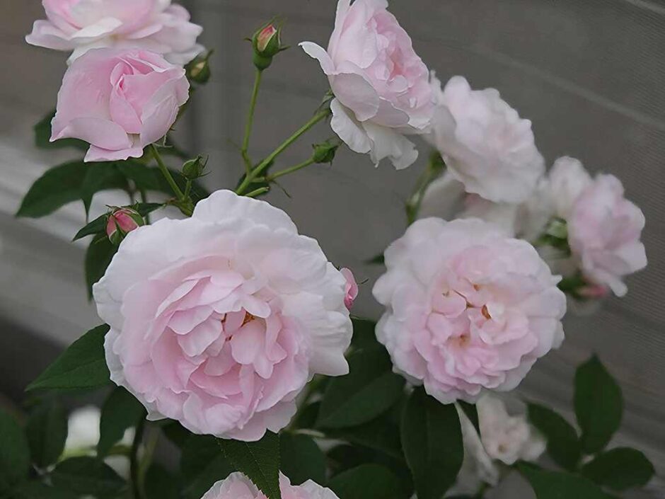 デュセス・ダングレーム（Duchesse d'Angouleme）