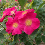 シャルラッハグルト（Scharlachglut）