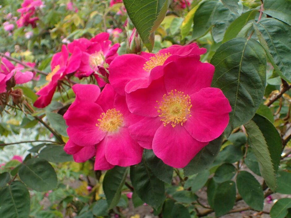 シャルラッハグルト（Scharlachglut）