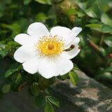 ロサ・ブラクテアータ（R. bracteata）