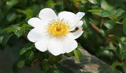 ロサ・ブラクテアータ（R. bracteata）