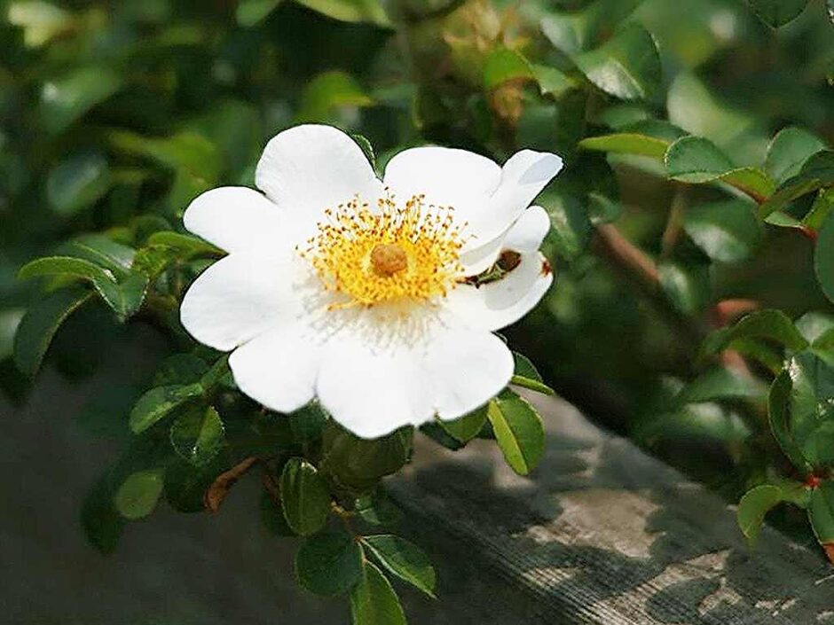 ロサ・ブラクテアータ（R. bracteata）